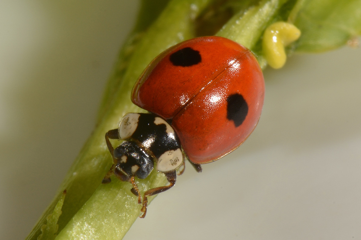 Coccinella quinquepunctata (svernante?) vs Adalia bipunctata